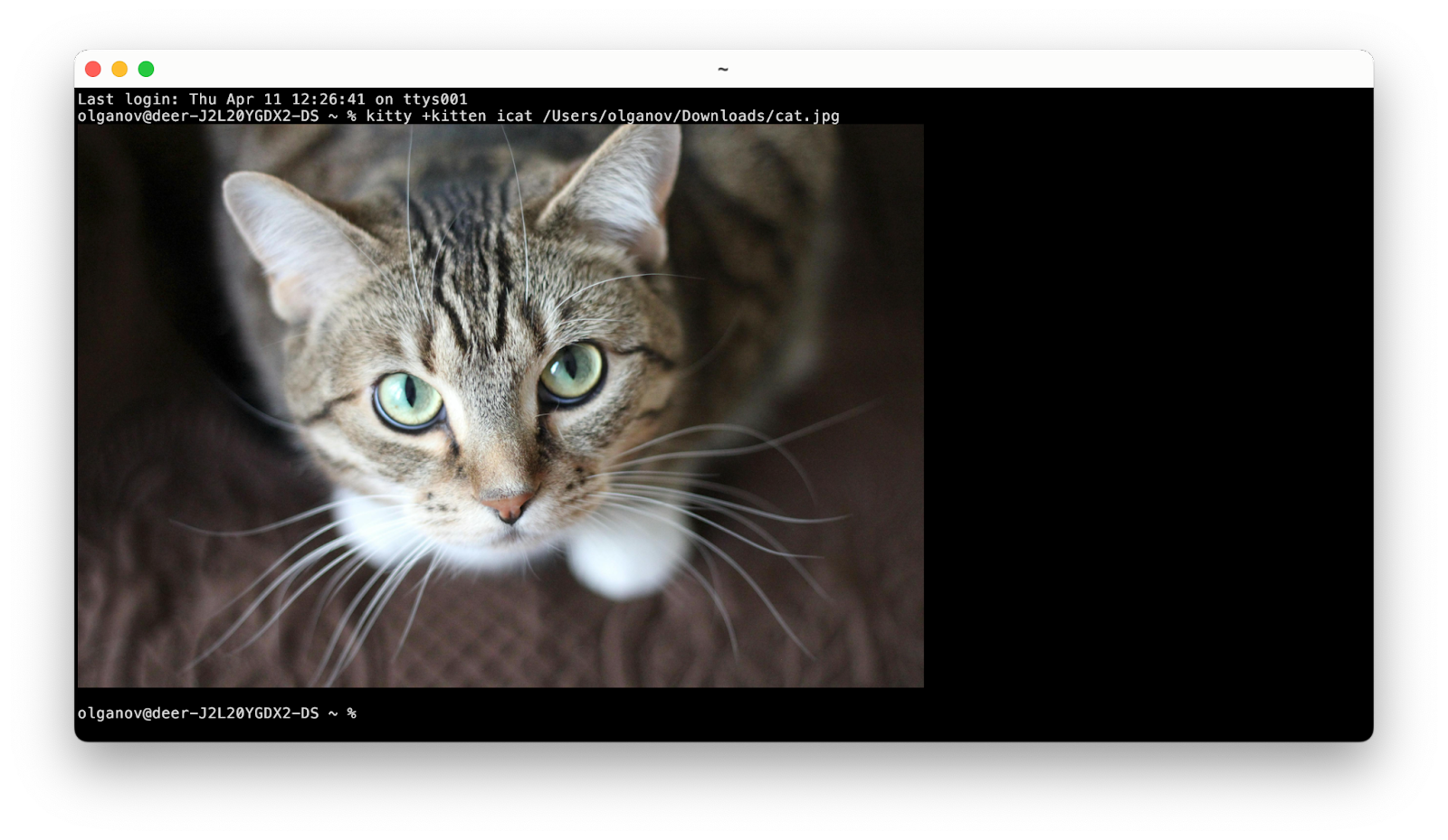 kitty terminal for mac